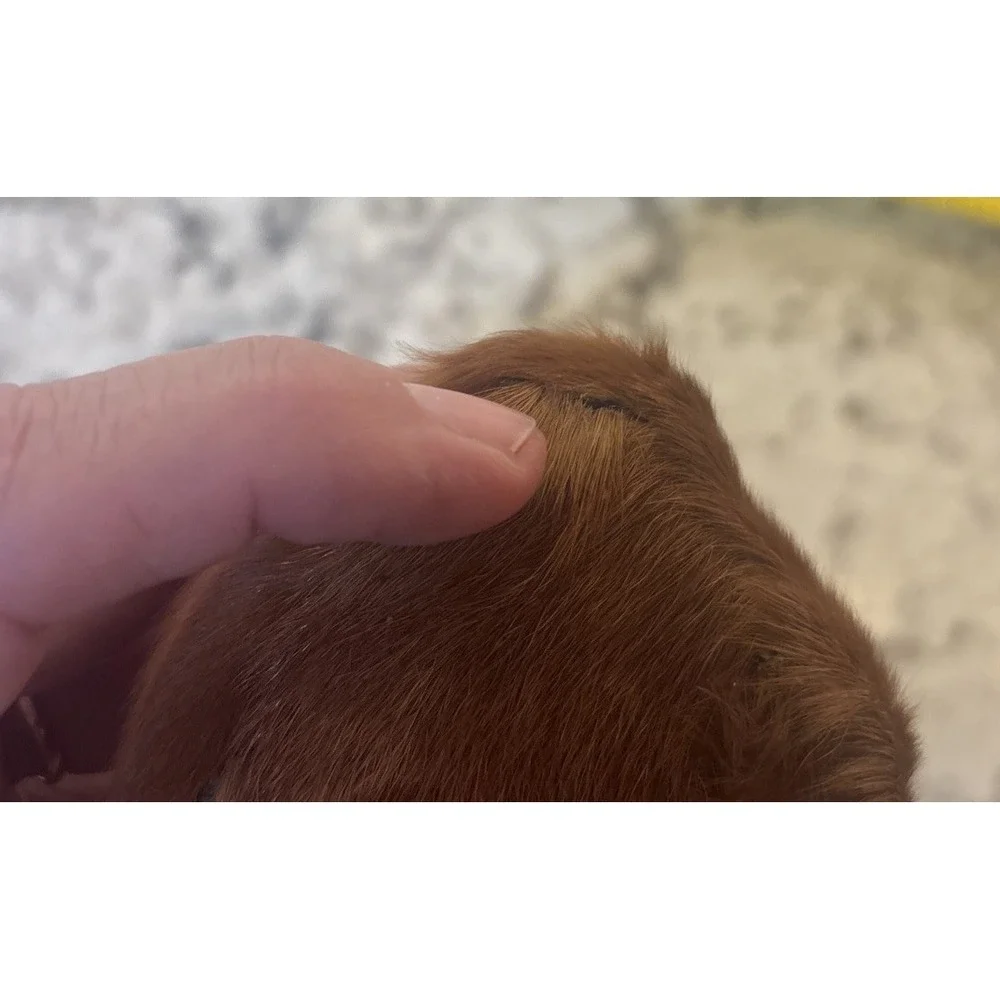 Vintage Real Fur Dog Miniature DACHSHUND Life like Soft Red‎ collectible
